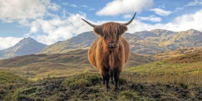 Wild Escocia: las Tierras Altas